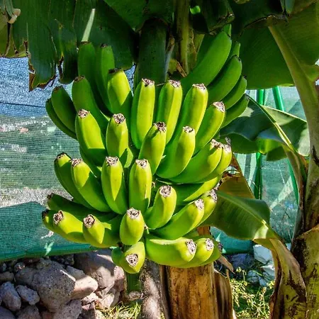 Holiday home Guia House Santa Maria de Guia de Gran Canaria